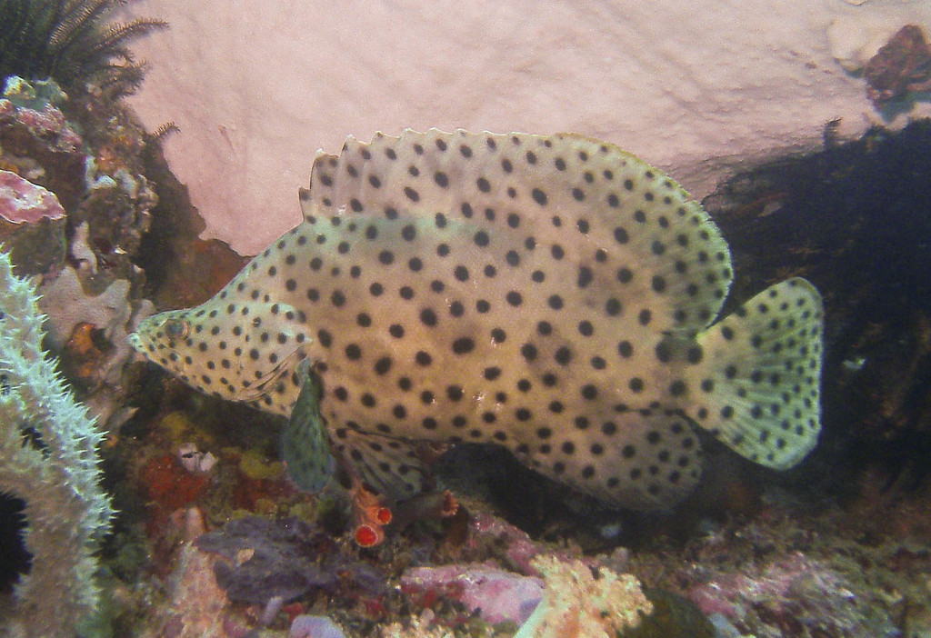 Humpback Grouper