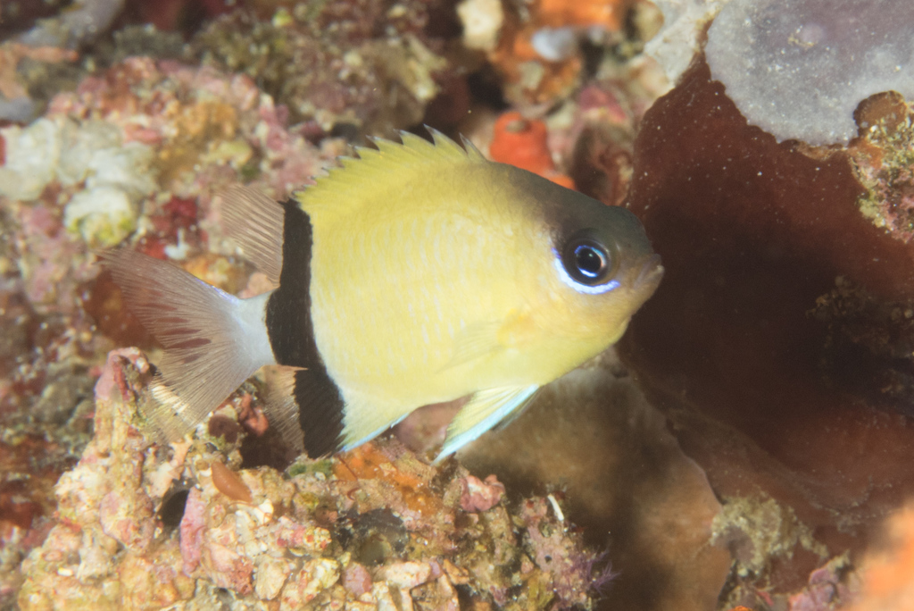 Blackbar Chromis