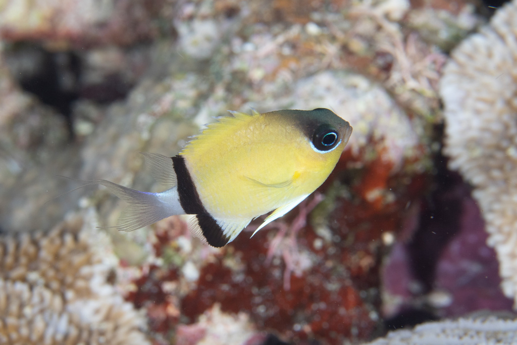 Blackbar Chromis