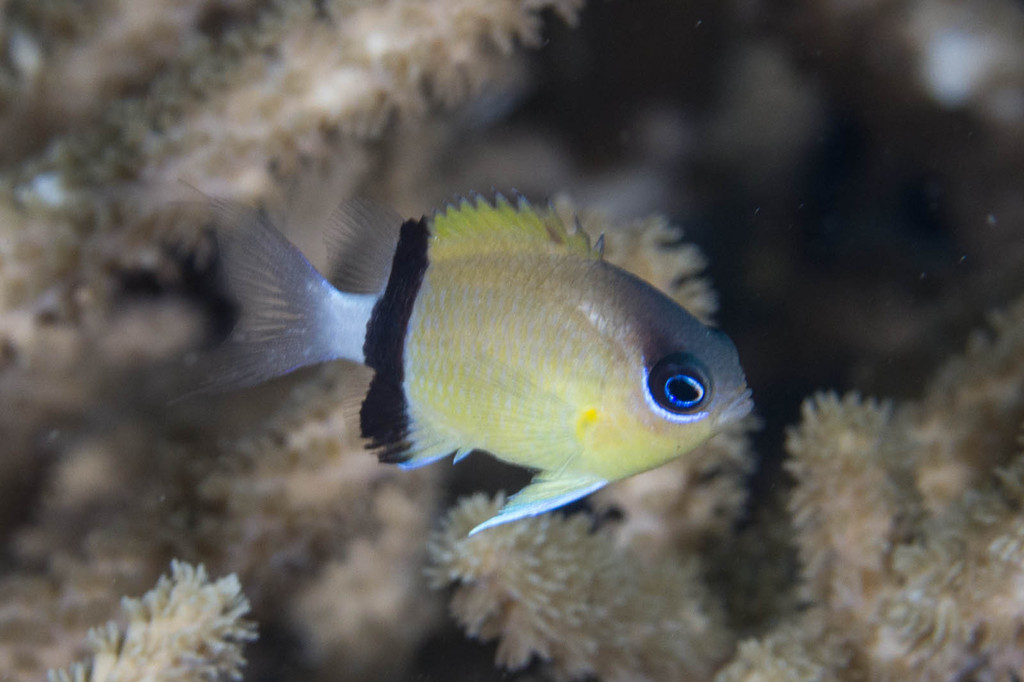 Blackbar Chromis