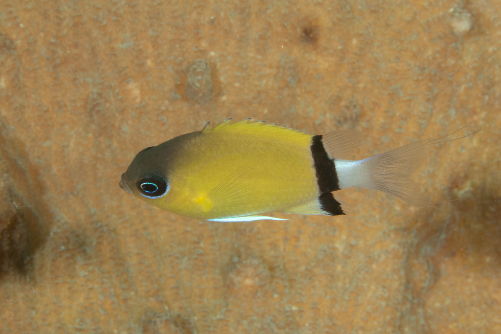 Blackbar Chromis