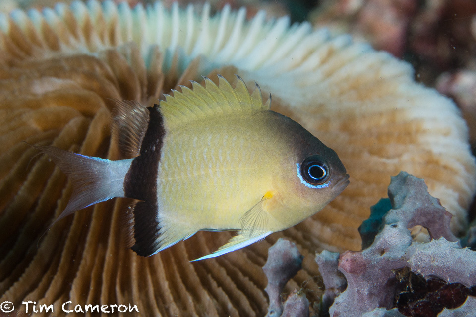 Blackbar Chromis