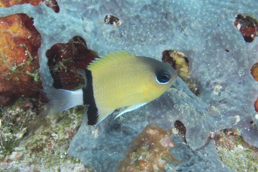 Blackbar Chromis