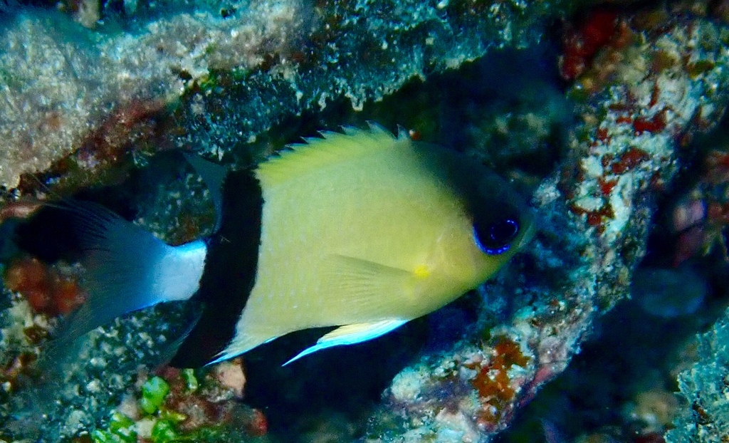 Blackbar Chromis
