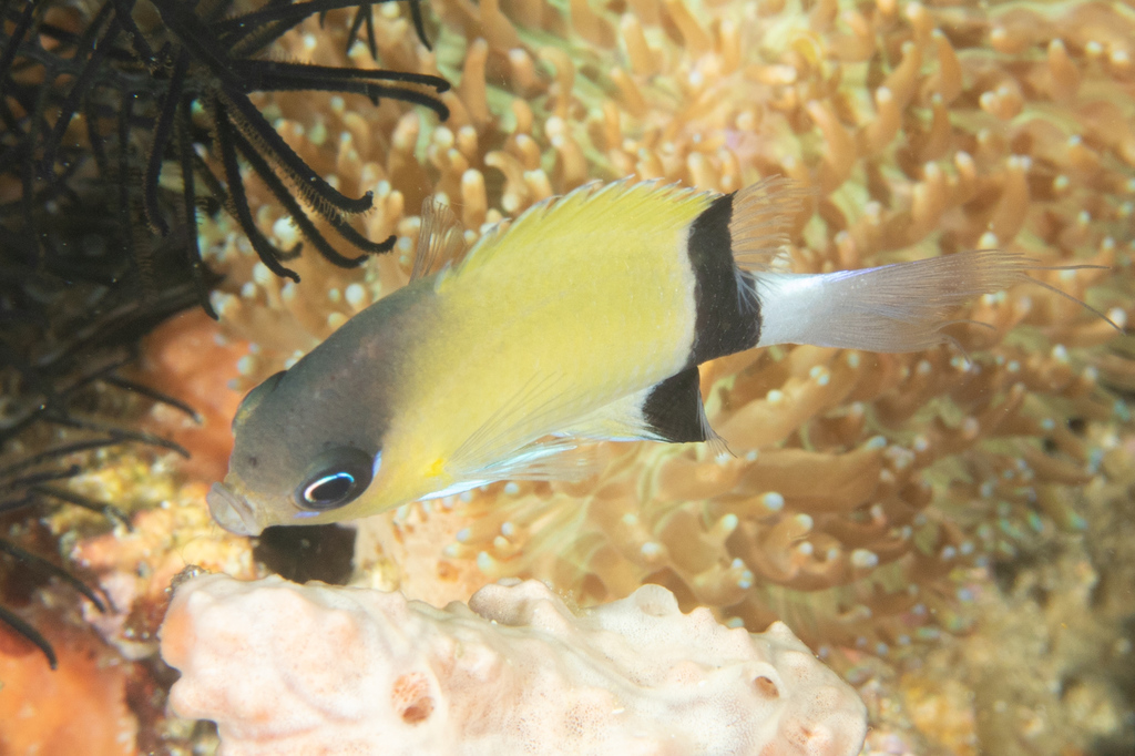 Blackbar Chromis