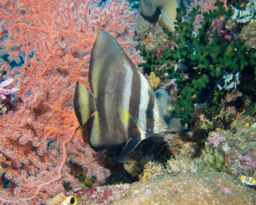 Dusky Batfish