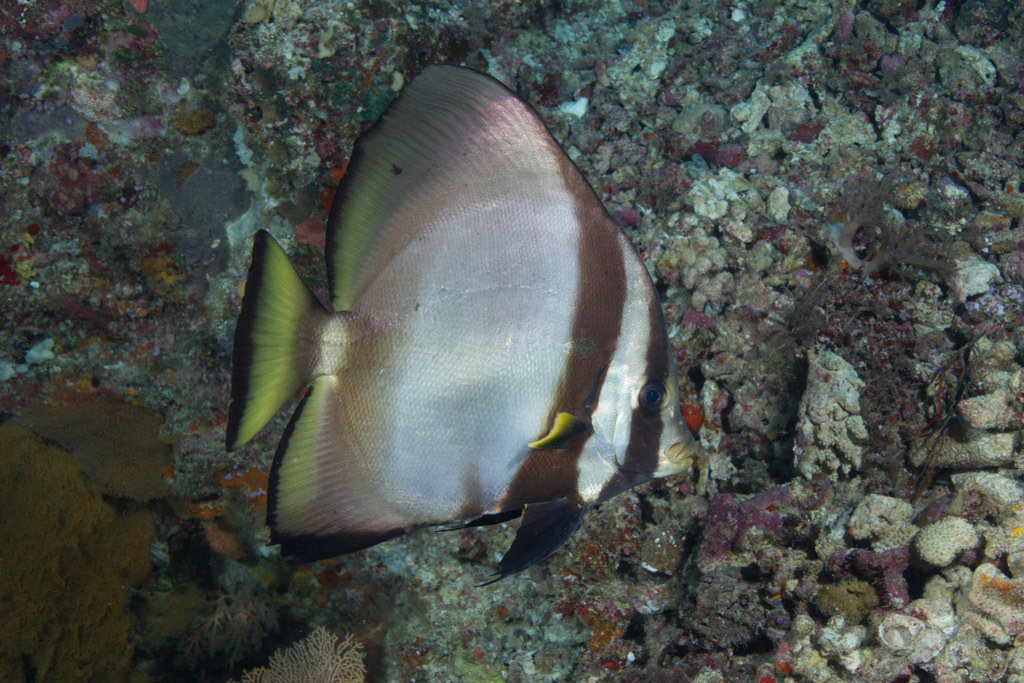 Dusky Batfish
