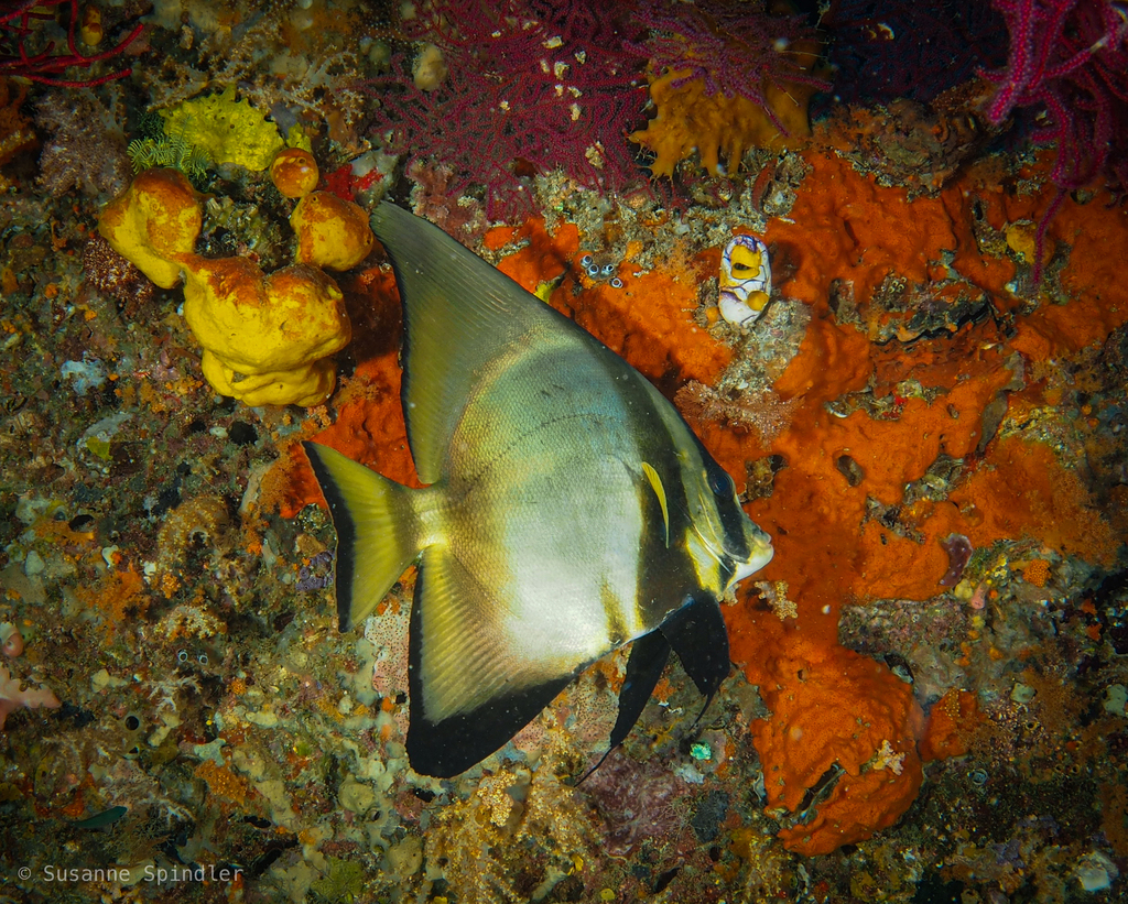 Dusky Batfish