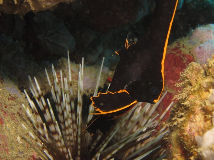 Dusky Batfish