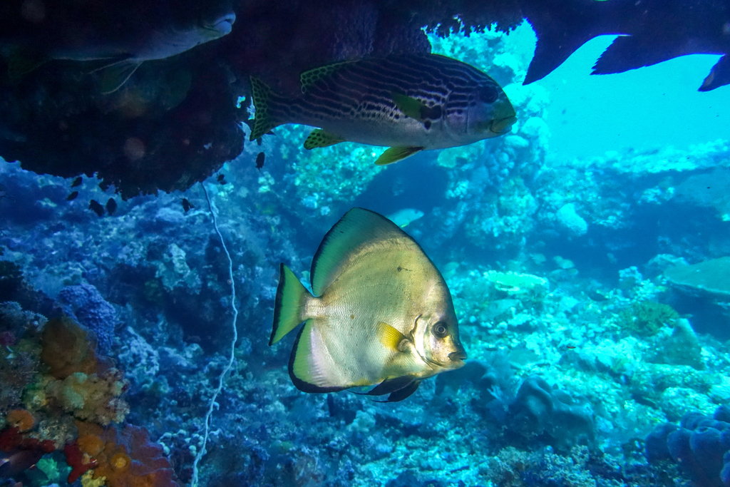 Dusky Batfish