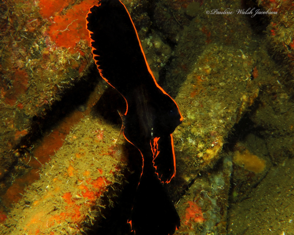 Dusky Batfish