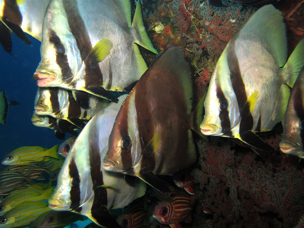 Dusky Batfish