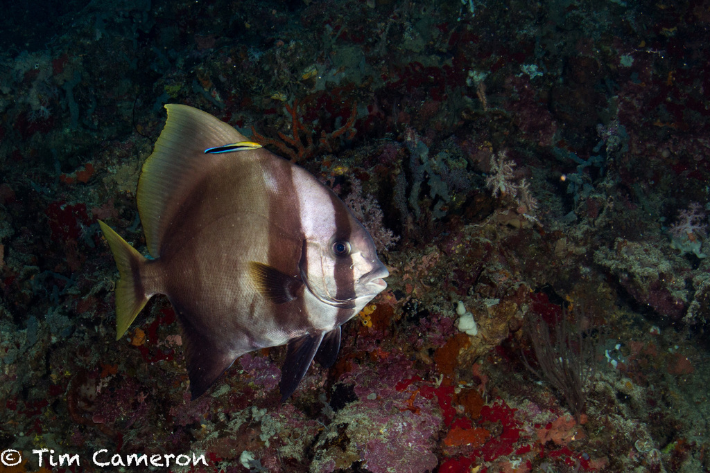 Dusky Batfish