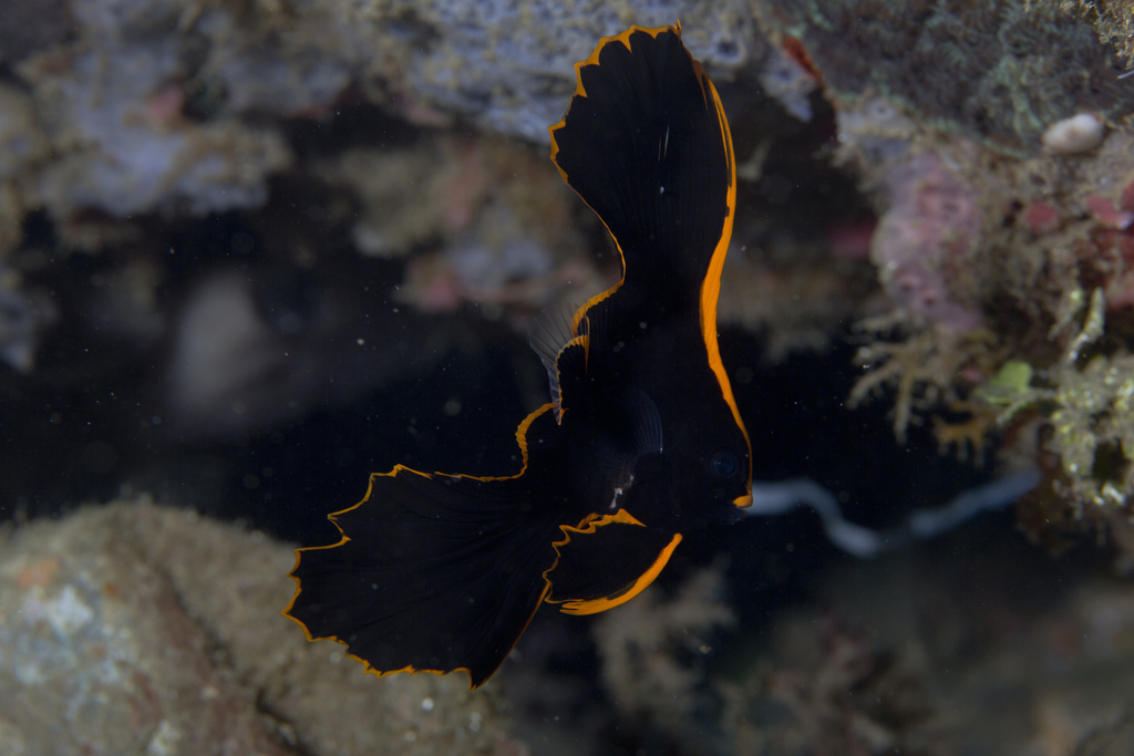Dusky Batfish