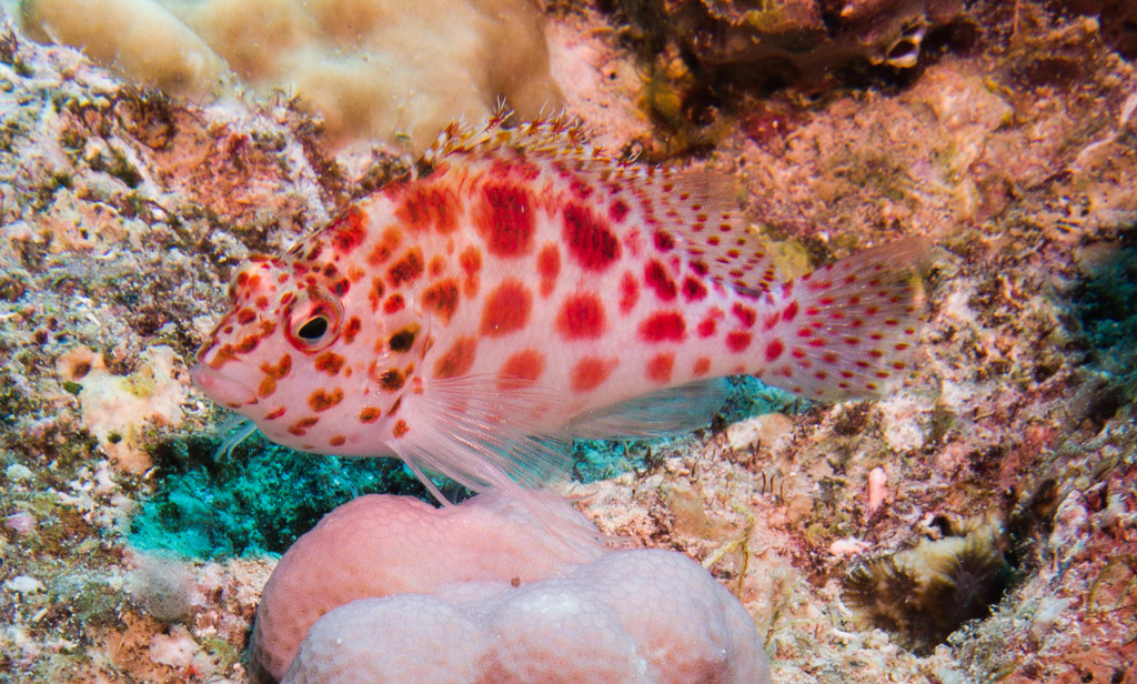 Épervier À Points Rouges