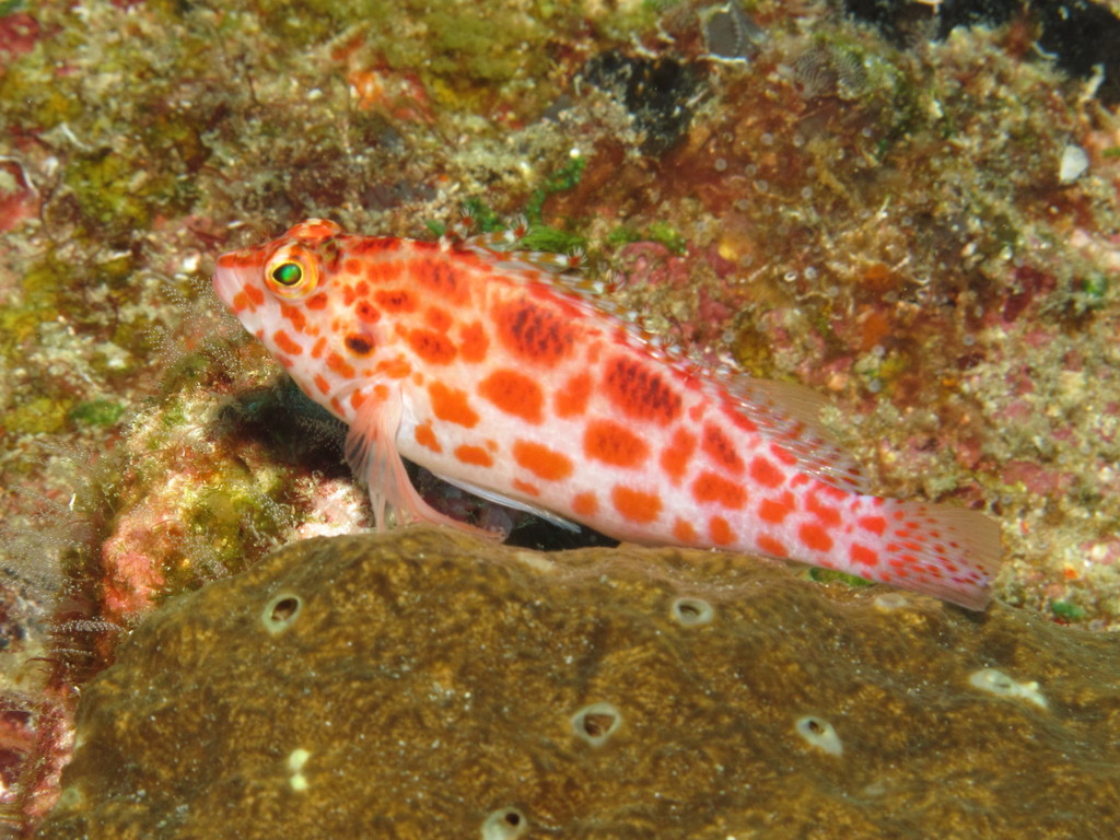 Épervier À Points Rouges