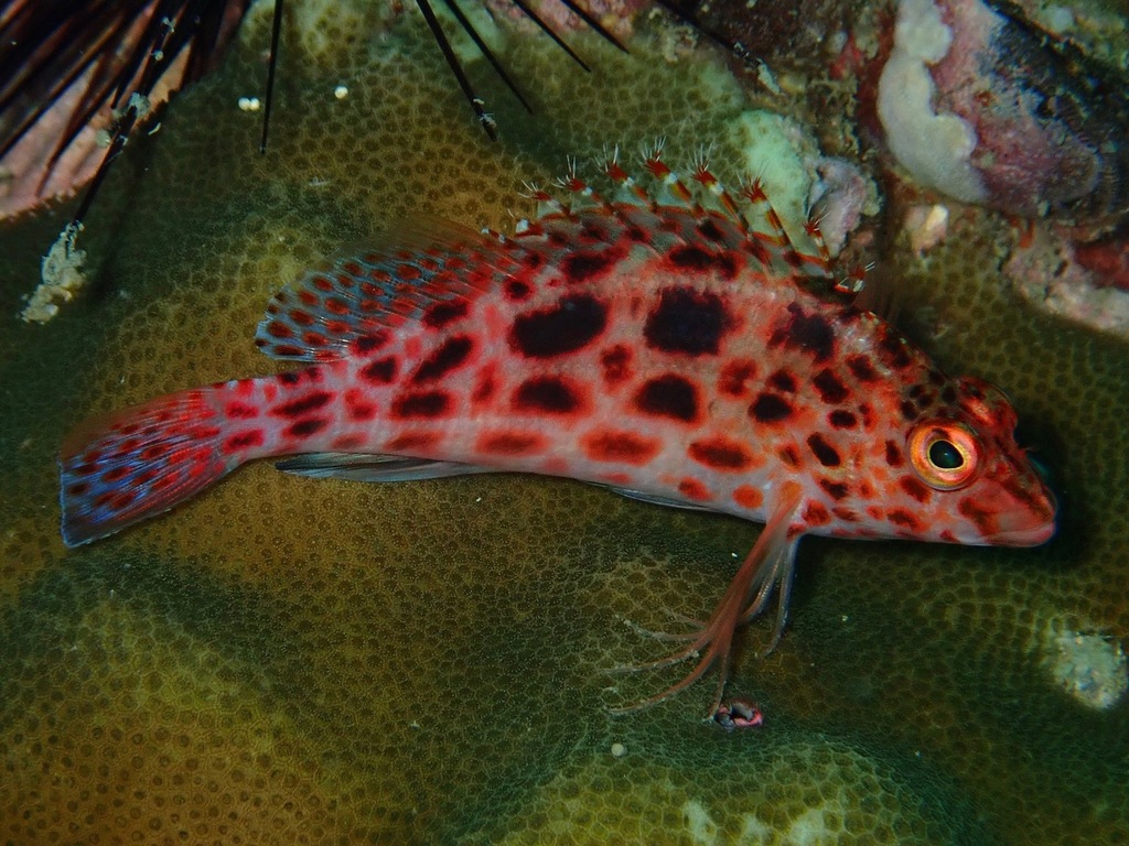 Épervier À Points Rouges