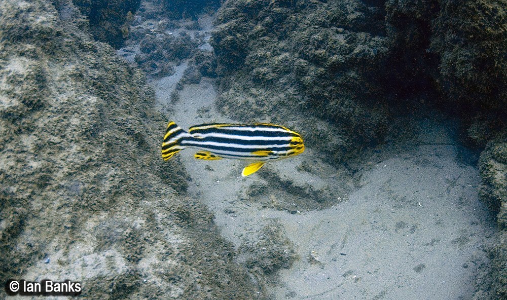 Oblique-banded Sweetlips