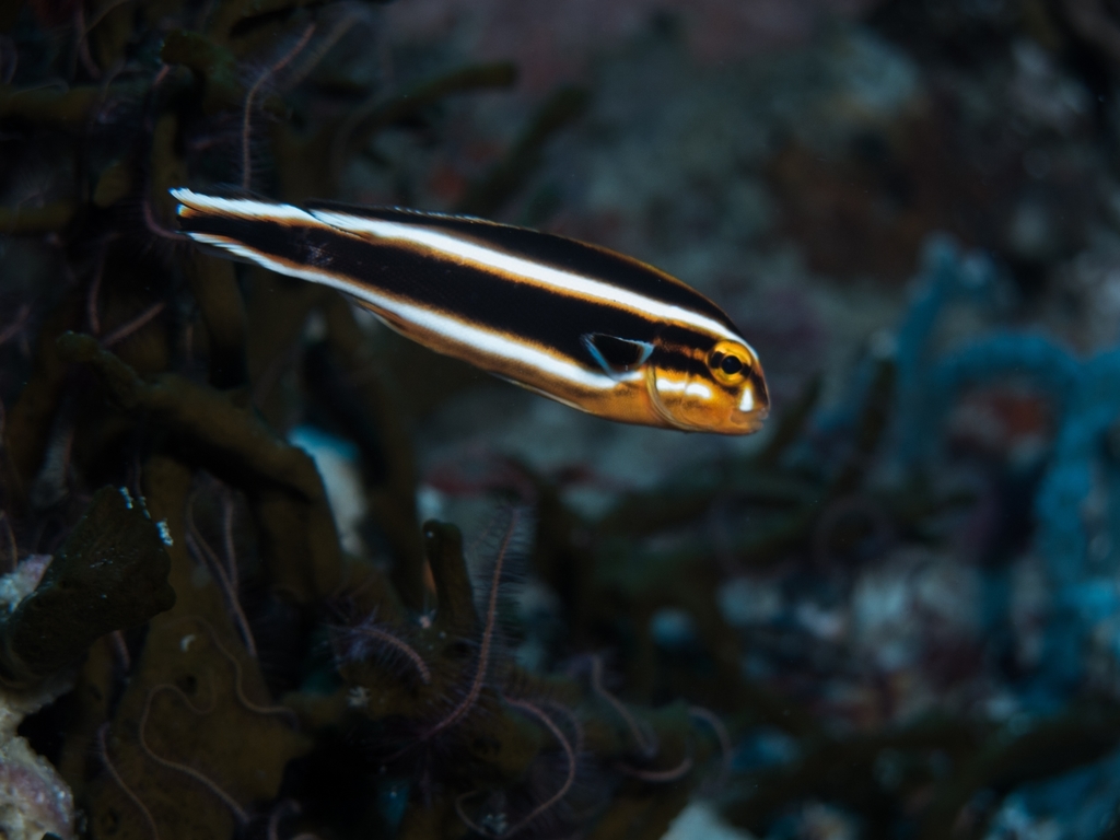 Oblique-banded Sweetlips