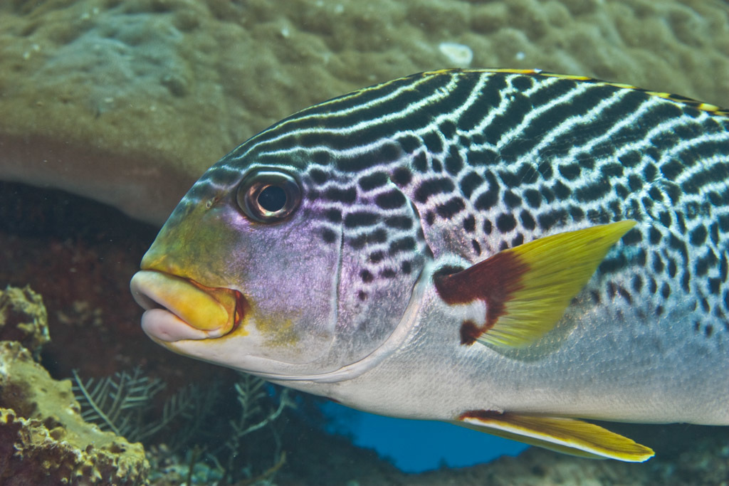 Oblique-banded Sweetlips