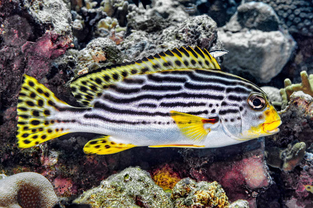 Oblique-banded Sweetlips
