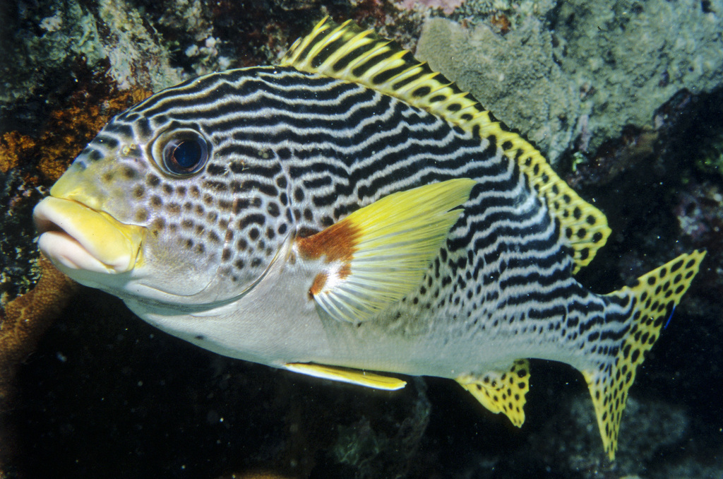 Oblique-banded Sweetlips