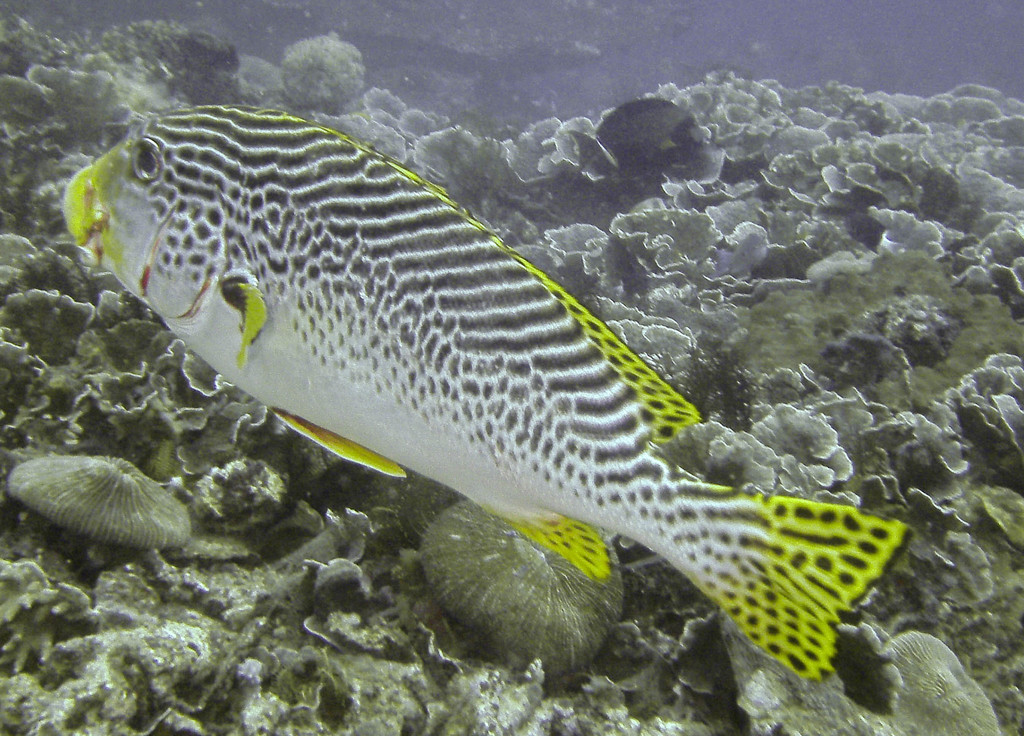 Oblique-banded Sweetlips