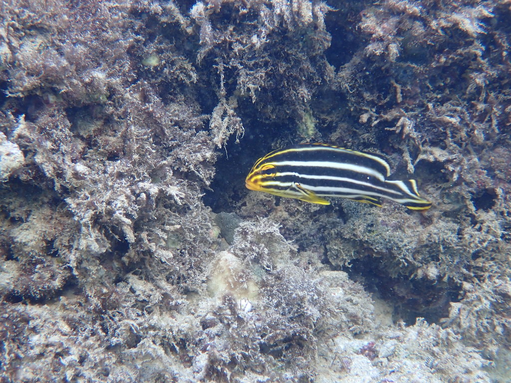 Oblique-banded Sweetlips