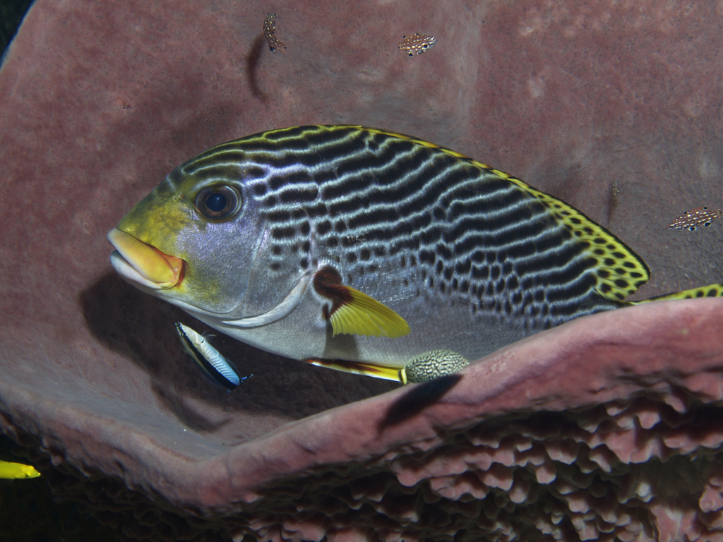 Oblique-banded Sweetlips