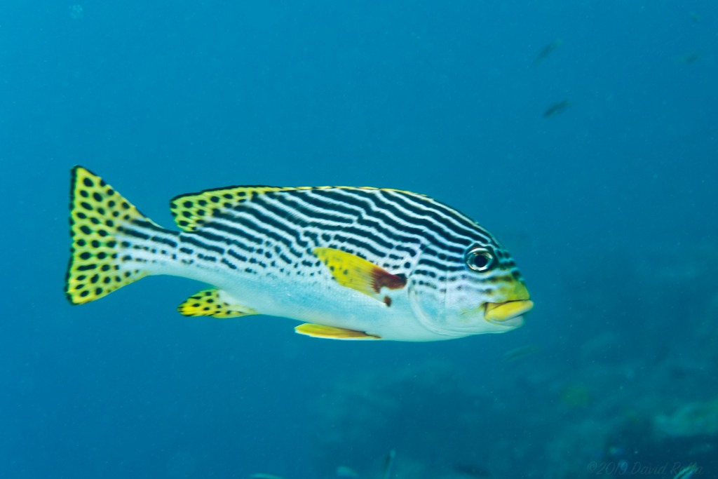 Oblique-banded Sweetlips