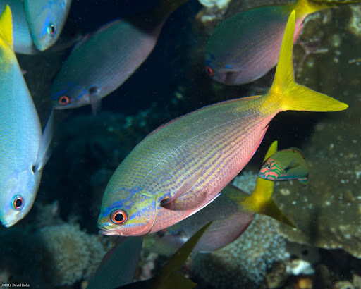 Yellowtail Fusilier