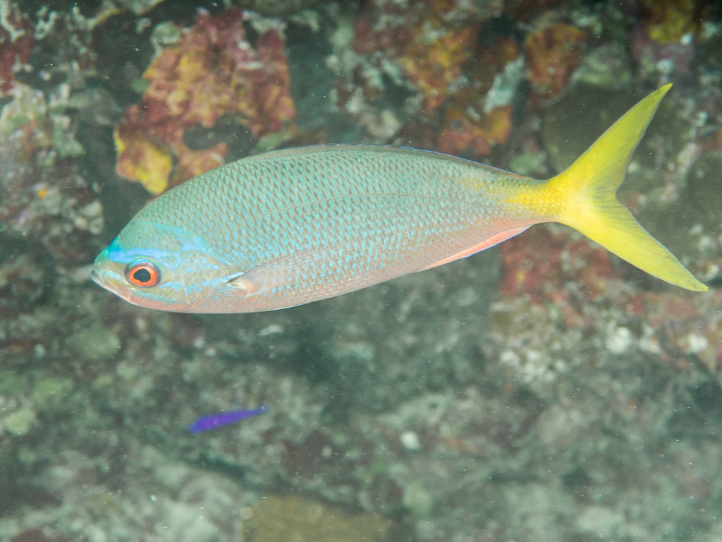 Yellowtail Fusilier