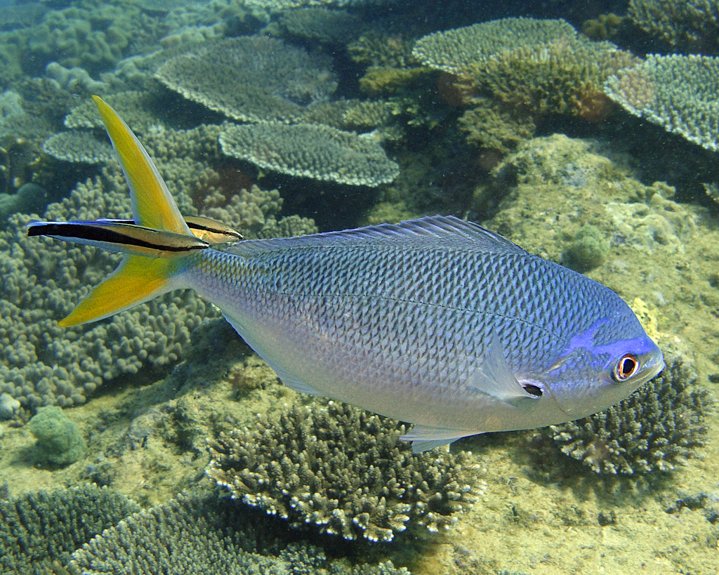 Yellowtail Fusilier