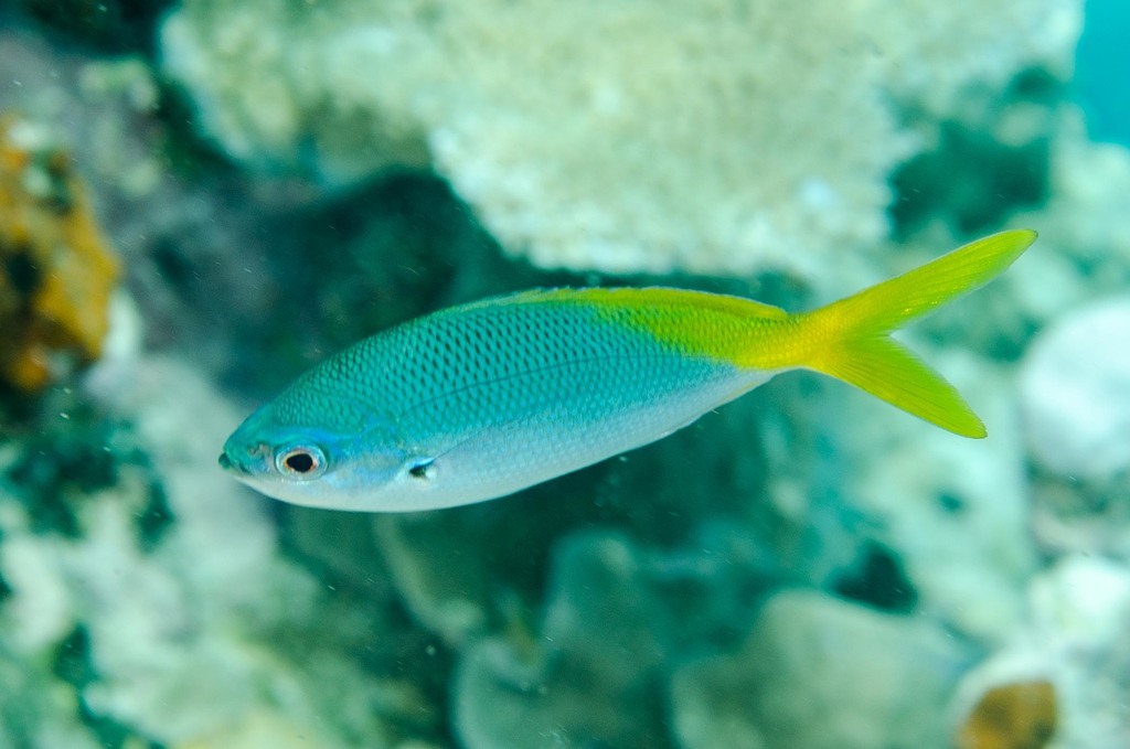 Yellowtail Fusilier