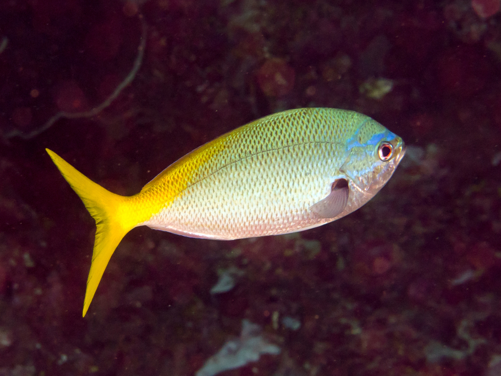 Yellowtail Fusilier