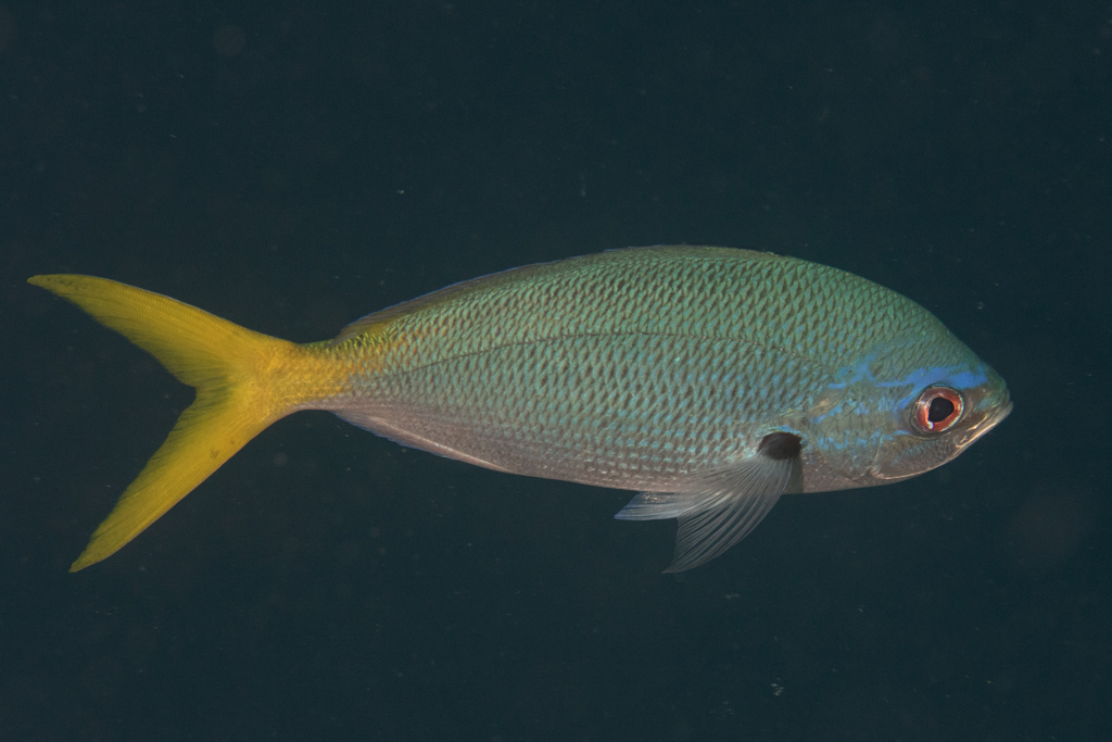 Yellowtail Fusilier