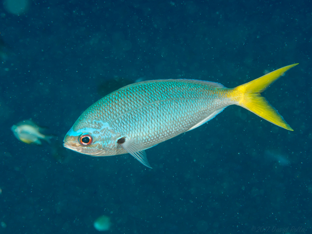 Yellowtail Fusilier