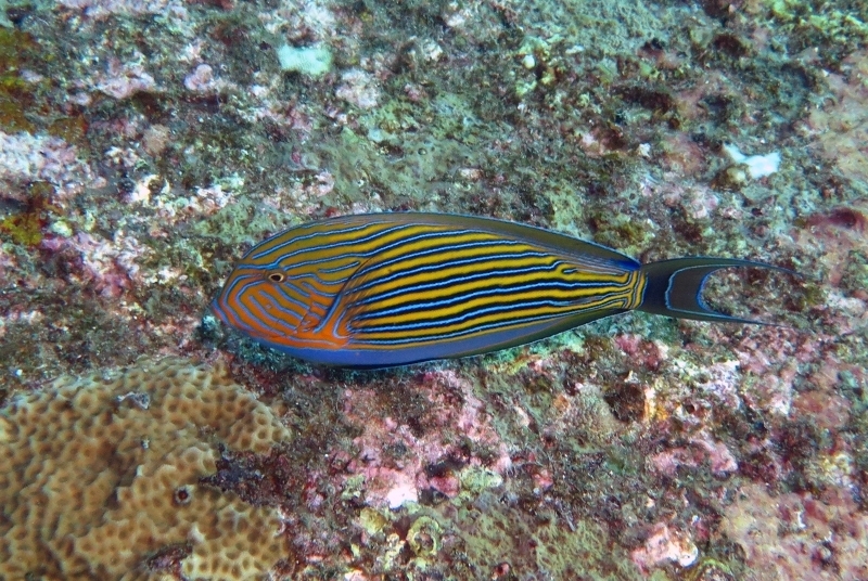 Striped Surgeonfish
