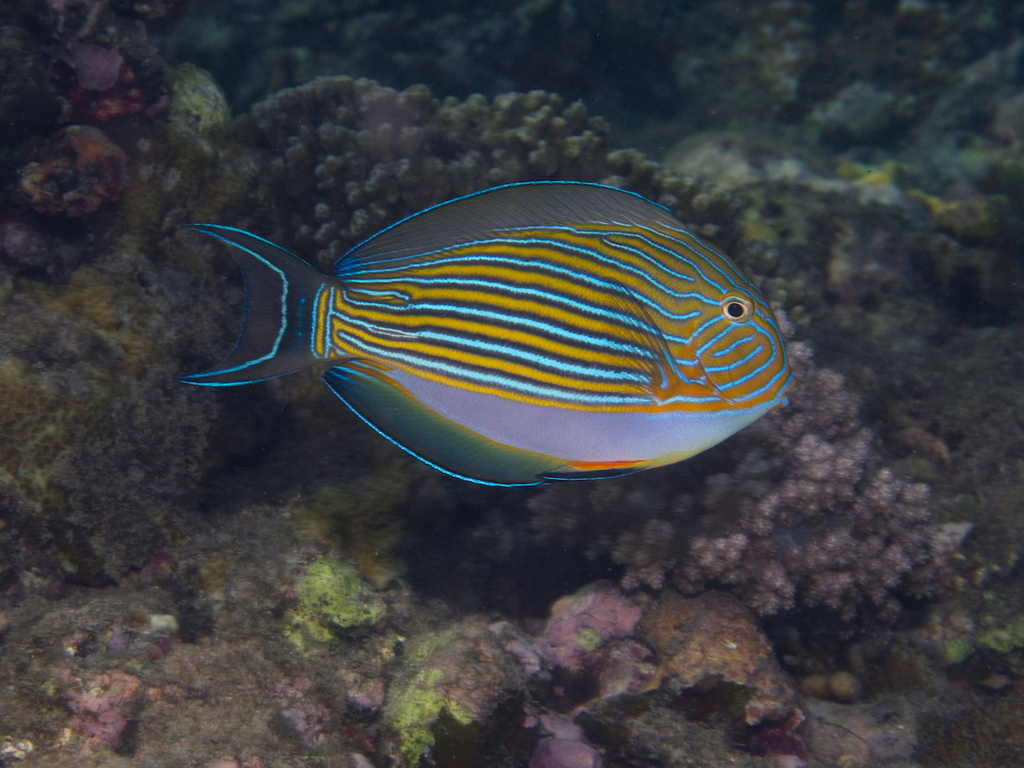 Striped Surgeonfish