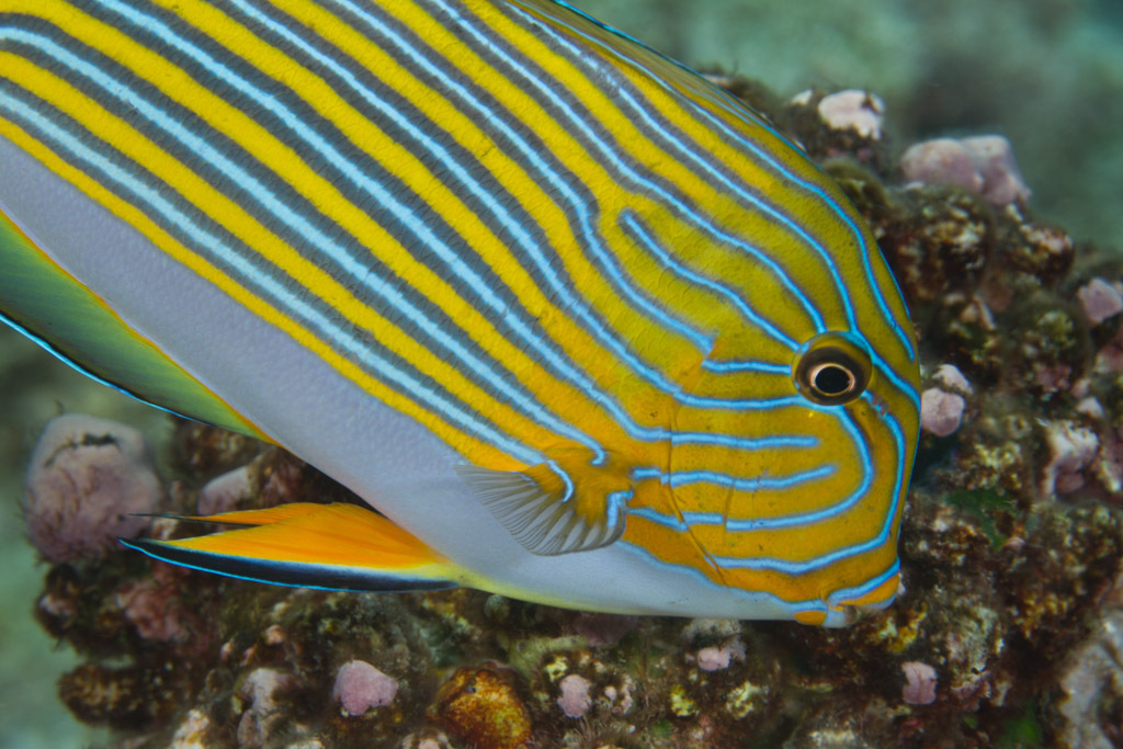 Striped Surgeonfish