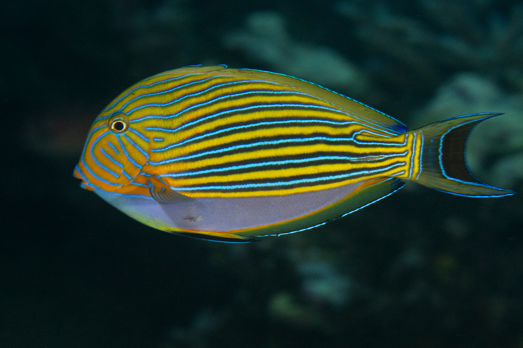 Striped Surgeonfish