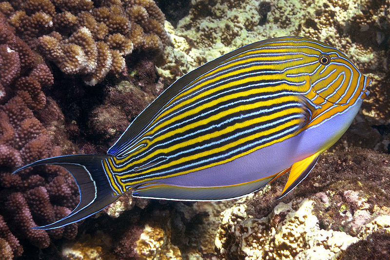 Striped Surgeonfish