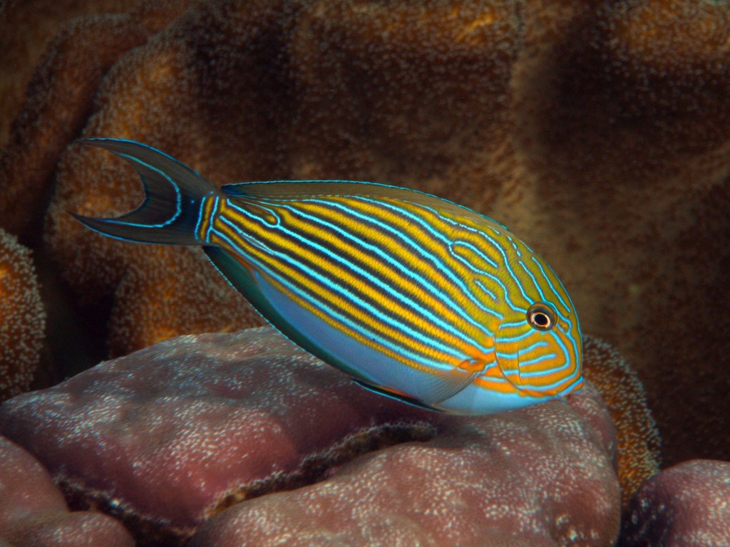 Striped Surgeonfish