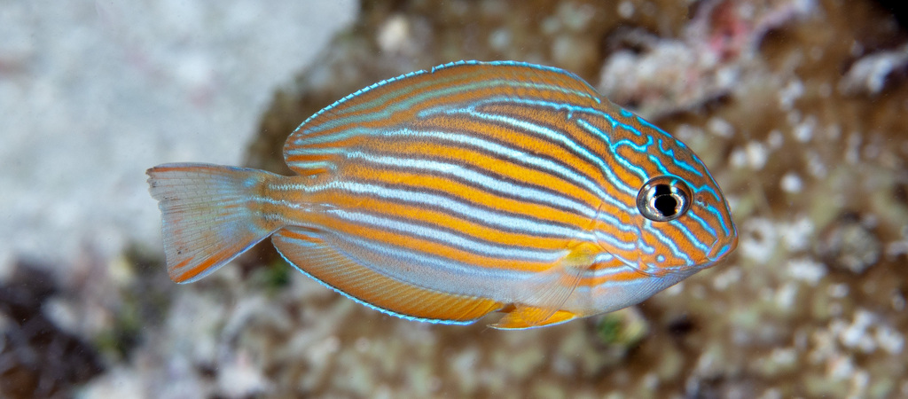 Striped Surgeonfish