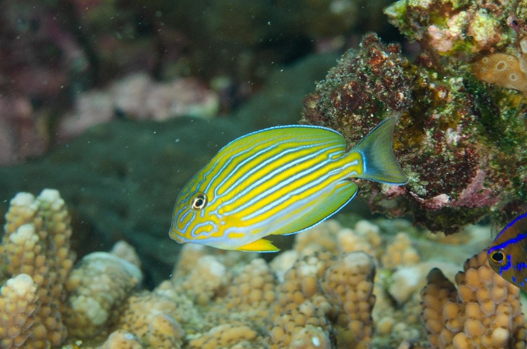 Striped Surgeonfish