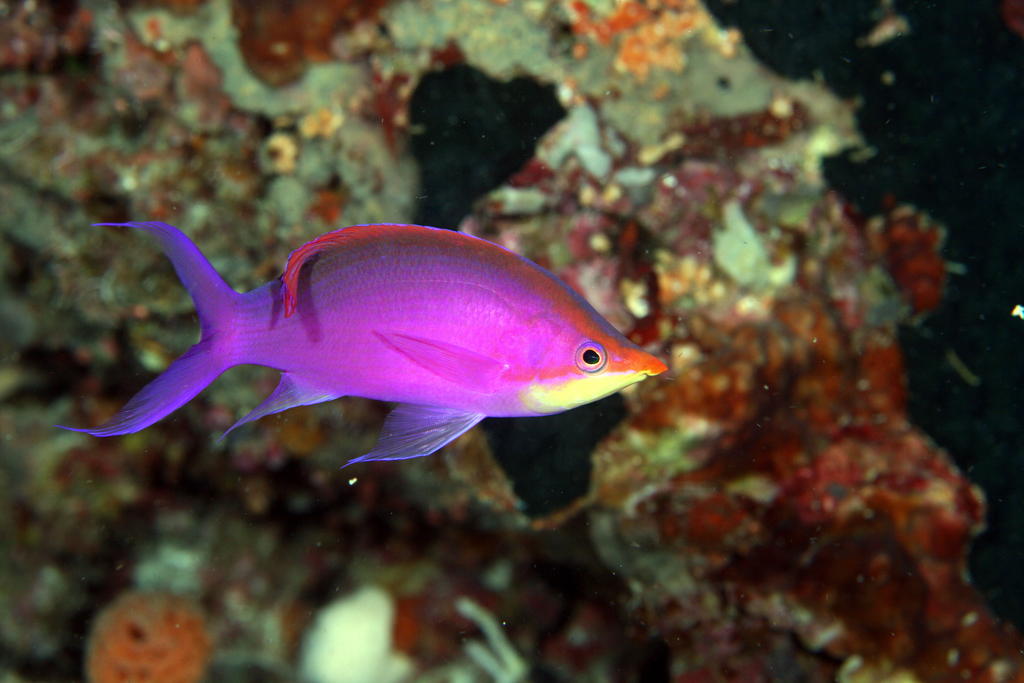 Purple Queenfish