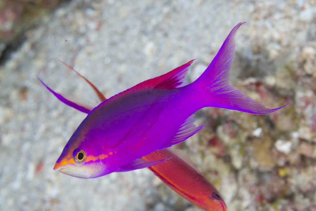 Purple Queenfish