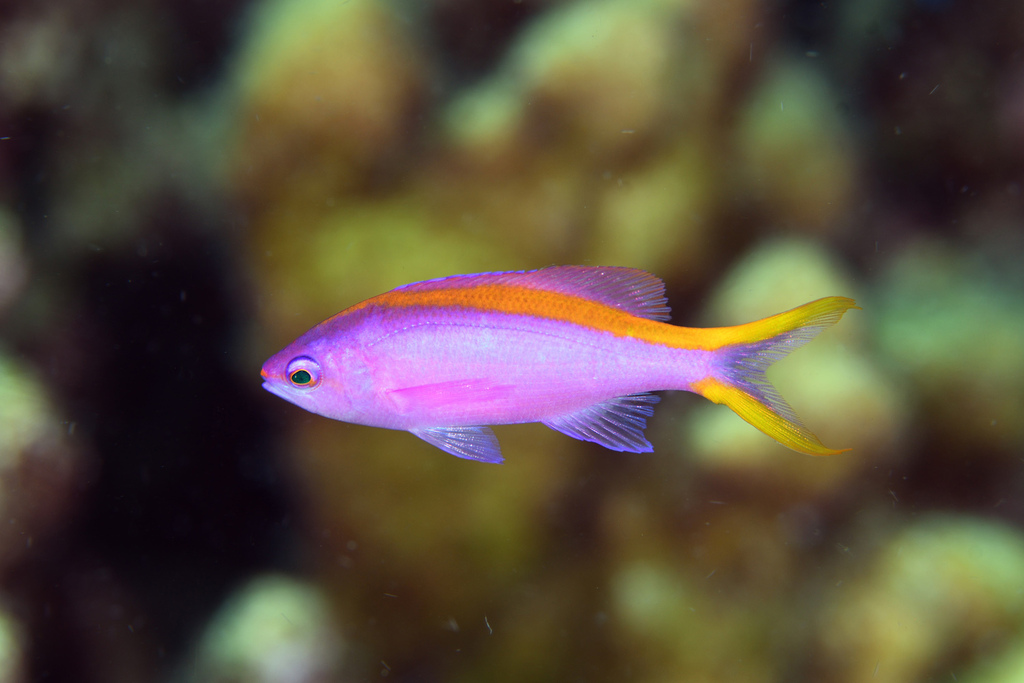Purple Queenfish