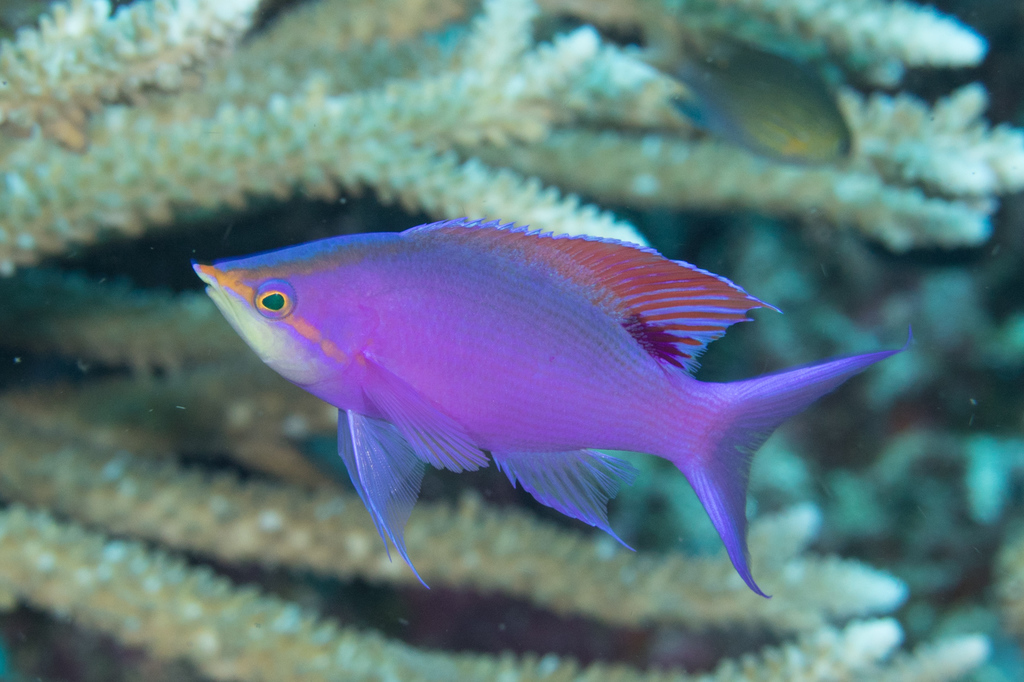 Purple Queenfish