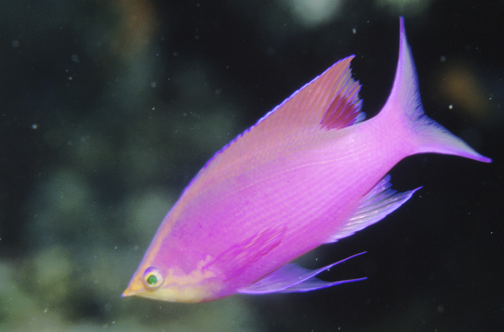 Purple Queenfish